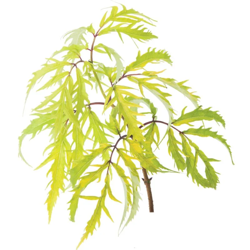 Sambucus nigra LEMONY LACE