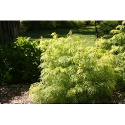 Sambucus nigra LEMONY LACE