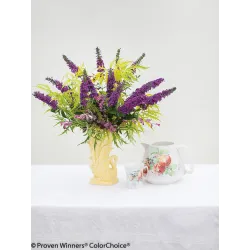 Sambucus nigra LEMONY LACE