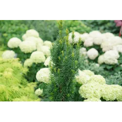 Sambucus nigra LEMONY LACE