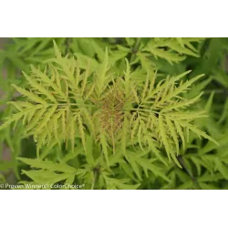 Sambucus nigra LEMONY LACE