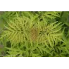 Juoduogis šeivamedis - Sambucus nigra LEMONY LACE