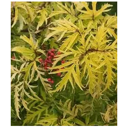 Sambucus nigra LEMONY LACE