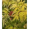 Juoduogis šeivamedis - Sambucus nigra LEMONY LACE