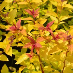 Japoninė lanksva - Spiraea japonica LITTLE FLAME