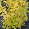 Japoninė lanksva - Spiraea japonica LITTLE FLAME