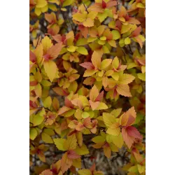 Japoninė lanksva - Spiraea japonica LITTLE FLAME