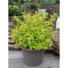 Japoninė lanksva - Spiraea japonica LITTLE FLAME