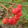 Paprastasis putinas - Viburnum opulus OH CANADA