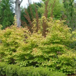 Paprastasis putinas - Viburnum opulus OH CANADA