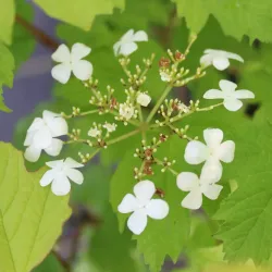 Paprastasis putinas - Viburnum opulus OH CANADA