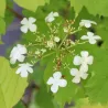 Viburnum opulus OH CANADA