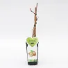 Kininė aktinidija - Actinidia deliciosa JENNY