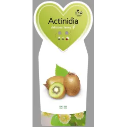 Kininė aktinidija - Actinidia deliciosa JENNY