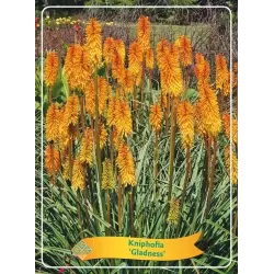 Knifofija - Kniphofia Gladness