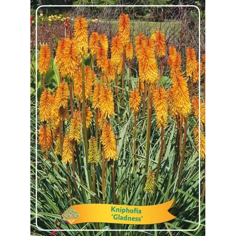 Knifofija - Kniphofia Gladness