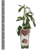 Figmedis - Ficus carica ROUGE DE BORDEAUX