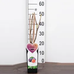 The fig - Ficus carica ROUGE DE BORDEAUX