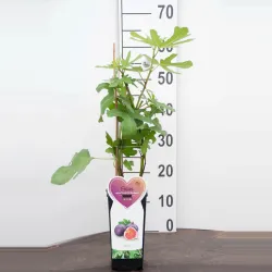 Figmedis - Ficus carica ROUGE DE BORDEAUX