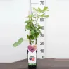 The fig - Ficus carica ROUGE DE BORDEAUX