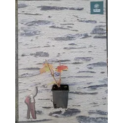 Paprastasis putinas - Viburnum opulus OH CANADA