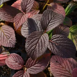 Raukšlėtasis putinas - Viburnum plicatum OPENING DAY