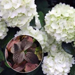 Raukšlėtasis putinas - Viburnum plicatum OPENING DAY