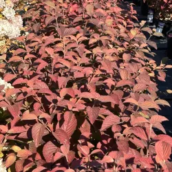 Viburnum plicatum OPENING DAY