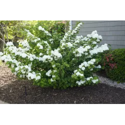 Viburnum plicatum OPENING DAY