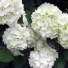 Raukšlėtasis putinas - Viburnum plicatum OPENING DAY