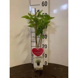 Šilkmedžiai su pristatymu Lietuvoje