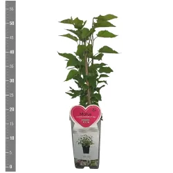 Šilkmedžiai su pristatymu Lietuvoje