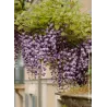 Gausiažiedė visterija - Wisteria floribunda ERANTHEMA (ROYAL PURPLE)