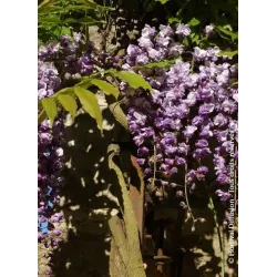 Gausiažiedė visterija - Wisteria floribunda ERANTHEMA (ROYAL PURPLE)