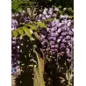 Gausiažiedė visterija - Wisteria floribunda ERANTHEMA (ROYAL PURPLE)