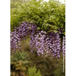 Gausiažiedė visterija - Wisteria floribunda ERANTHEMA (ROYAL PURPLE)