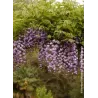 Gausiažiedė visterija - Wisteria floribunda ERANTHEMA (ROYAL PURPLE)
