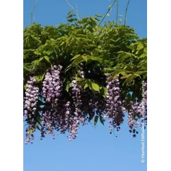 Gausiažiedė visterija - Wisteria floribunda ERANTHEMA (ROYAL PURPLE)