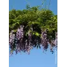 Gausiažiedė visterija - Wisteria floribunda ERANTHEMA (ROYAL PURPLE)