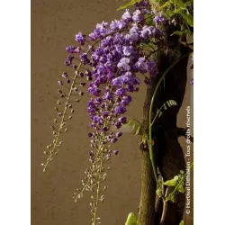 Gausiažiedė visterija - Wisteria floribunda ERANTHEMA (ROYAL PURPLE)