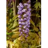 Gausiažiedė (japoninė) visterija ALBA - Wisteria floribunda Alba