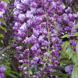 Gausiažiedė visterija - Wisteria floribunda ERANTHEMA (ROYAL PURPLE)