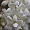 Gausiažiedė (japoninė) visterija ALBA - Wisteria floribunda Alba