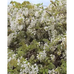 Gausiažiedė (japoninė) visterija ALBA - Wisteria floribunda Alba