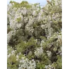 Gausiažiedė (japoninė) visterija ALBA - Wisteria floribunda Alba