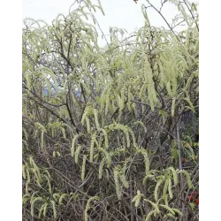 Gausiažiedė (japoninė) visterija ALBA - Wisteria floribunda Alba