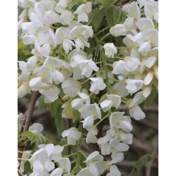 Gausiažiedė (japoninė) visterija ALBA - Wisteria floribunda Alba