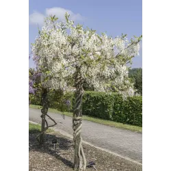 Gausiažiedė (japoninė) visterija ALBA - Wisteria floribunda Alba