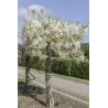 Gausiažiedė (japoninė) visterija ALBA - Wisteria floribunda Alba