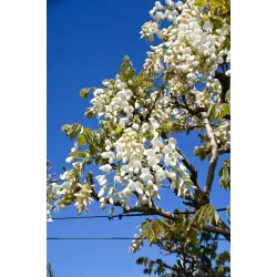 Gausiažiedė (japoninė) visterija ALBA - Wisteria floribunda Alba